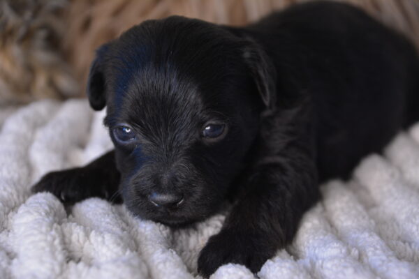 Sherlock -Male Yorkiepoo puppy