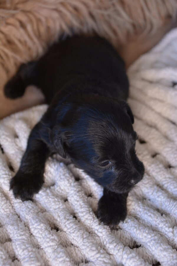 Sherlock -Male Yorkiepoo puppy