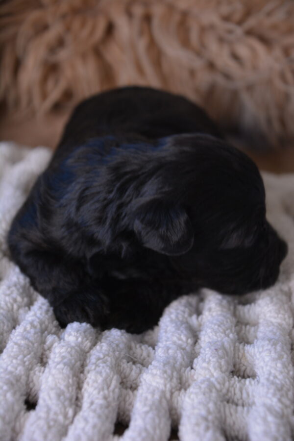Emma -Female Yorkiepoo puppy