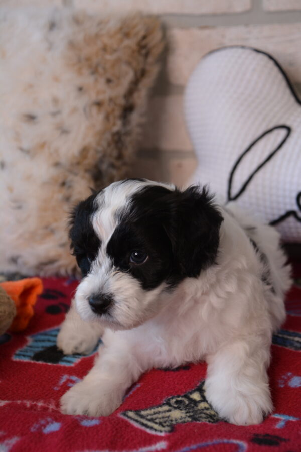 Reed -Male Maltipoo puppy